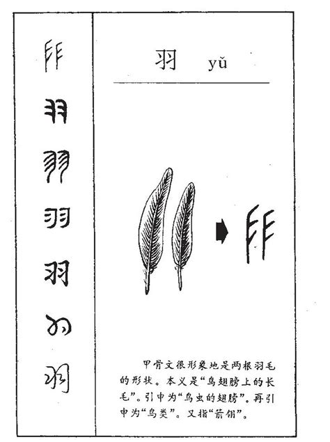 羽的意思名字|羽字取名寓意